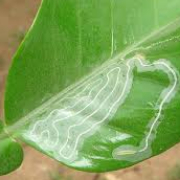 پروانه مینوز مرکبات