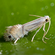 پروانه مینوز مرکبات